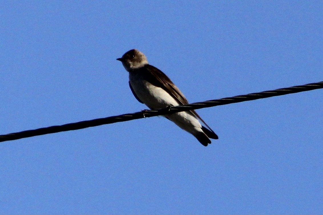 Hirondelle à ailes hérissées - ML334456321