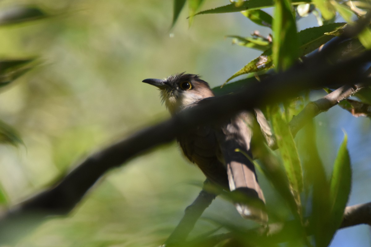 Black-billed Cuckoo - ML33446201