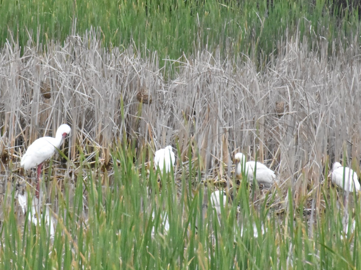 African Spoonbill - Douglas Long