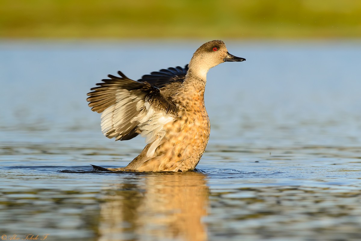 Crested Duck - ML334465331