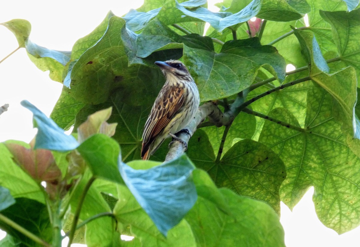 Streaked Flycatcher - ML334465991