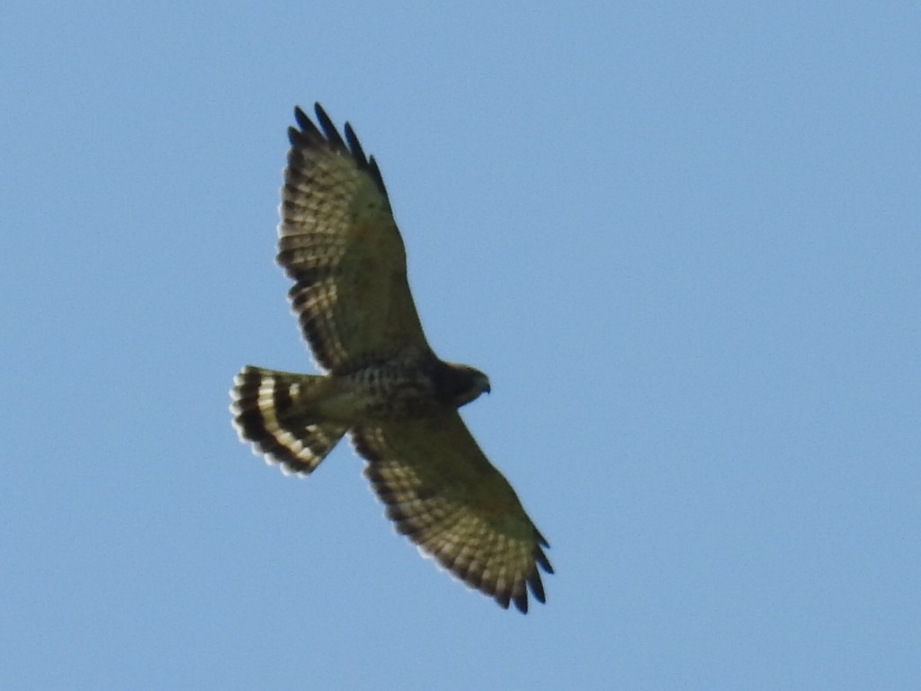 Broad-winged Hawk - Michael Kerwin