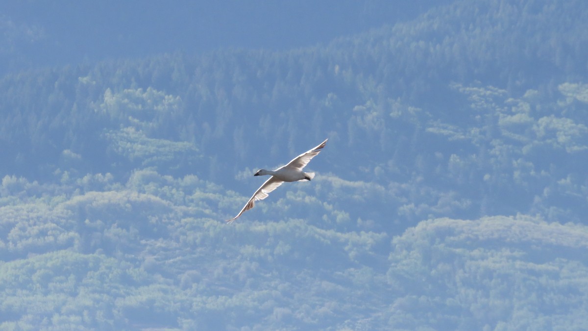 Snow Goose - ML334466741