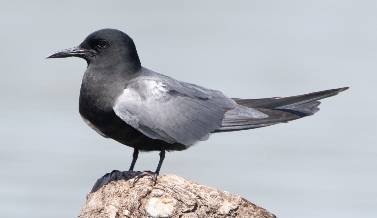 Black Tern - ML334467371