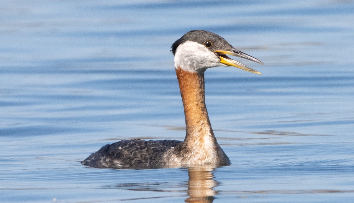 Red-necked Grebe - ML334467641