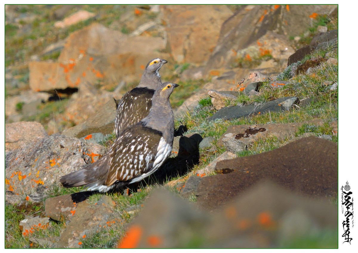 Altai Snowcock - Gansukh Sukhbaatar