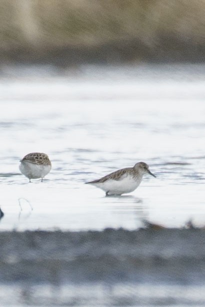 Semipalmated Sandpiper - ML334469431