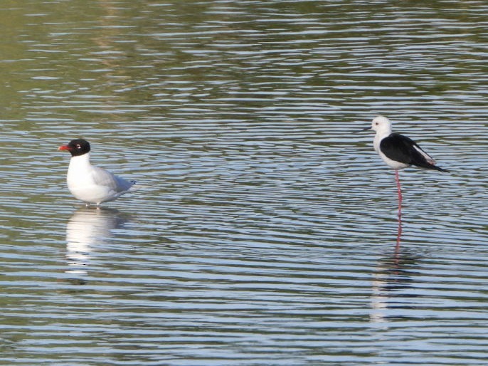 Mediterranean Gull - ML334471741