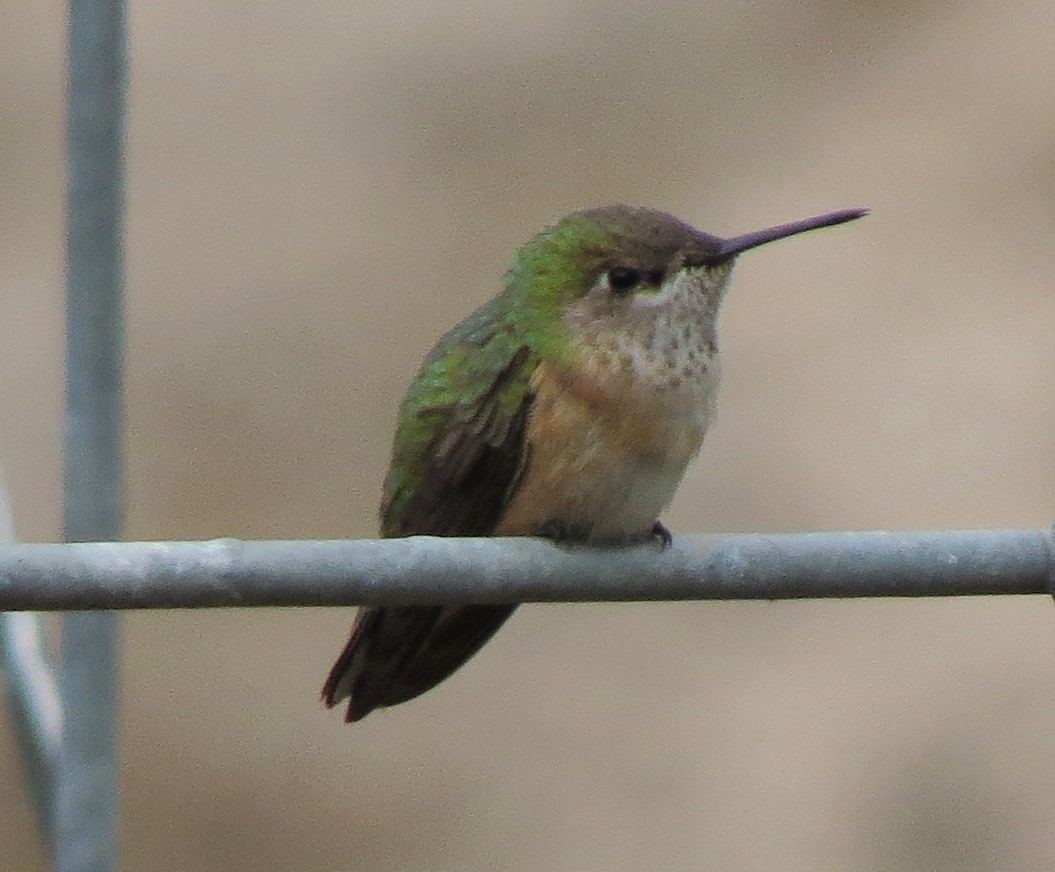 Calliope Hummingbird - ML33447391