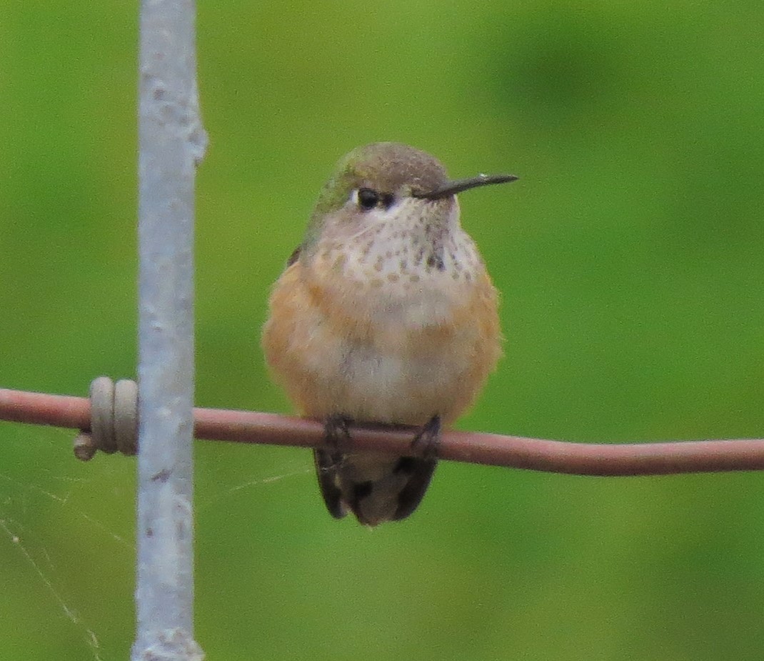 Calliope Hummingbird - ML33447401