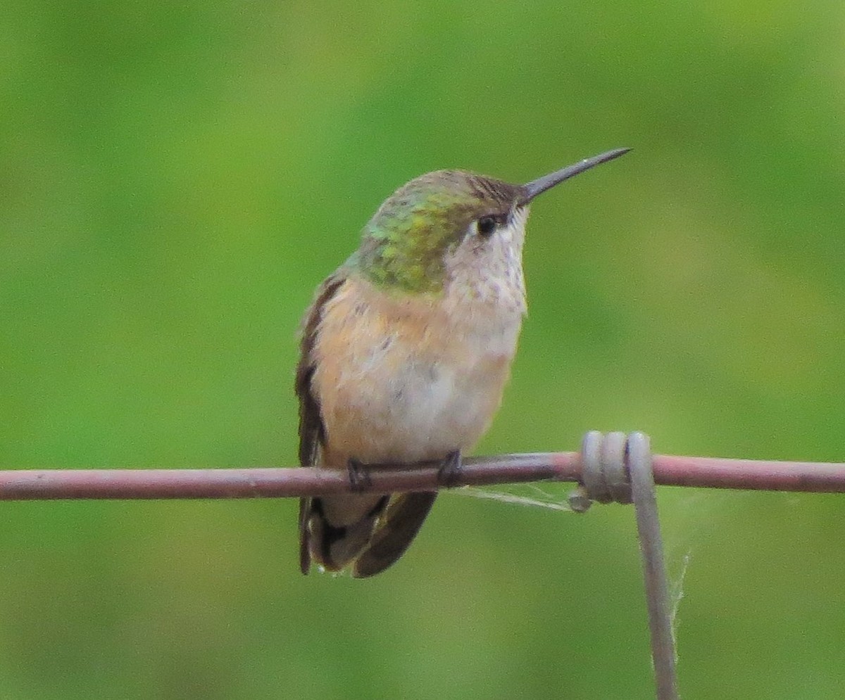Calliope Hummingbird - ML33447451