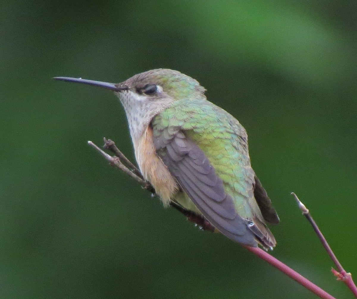 Calliope Hummingbird - ML33447461