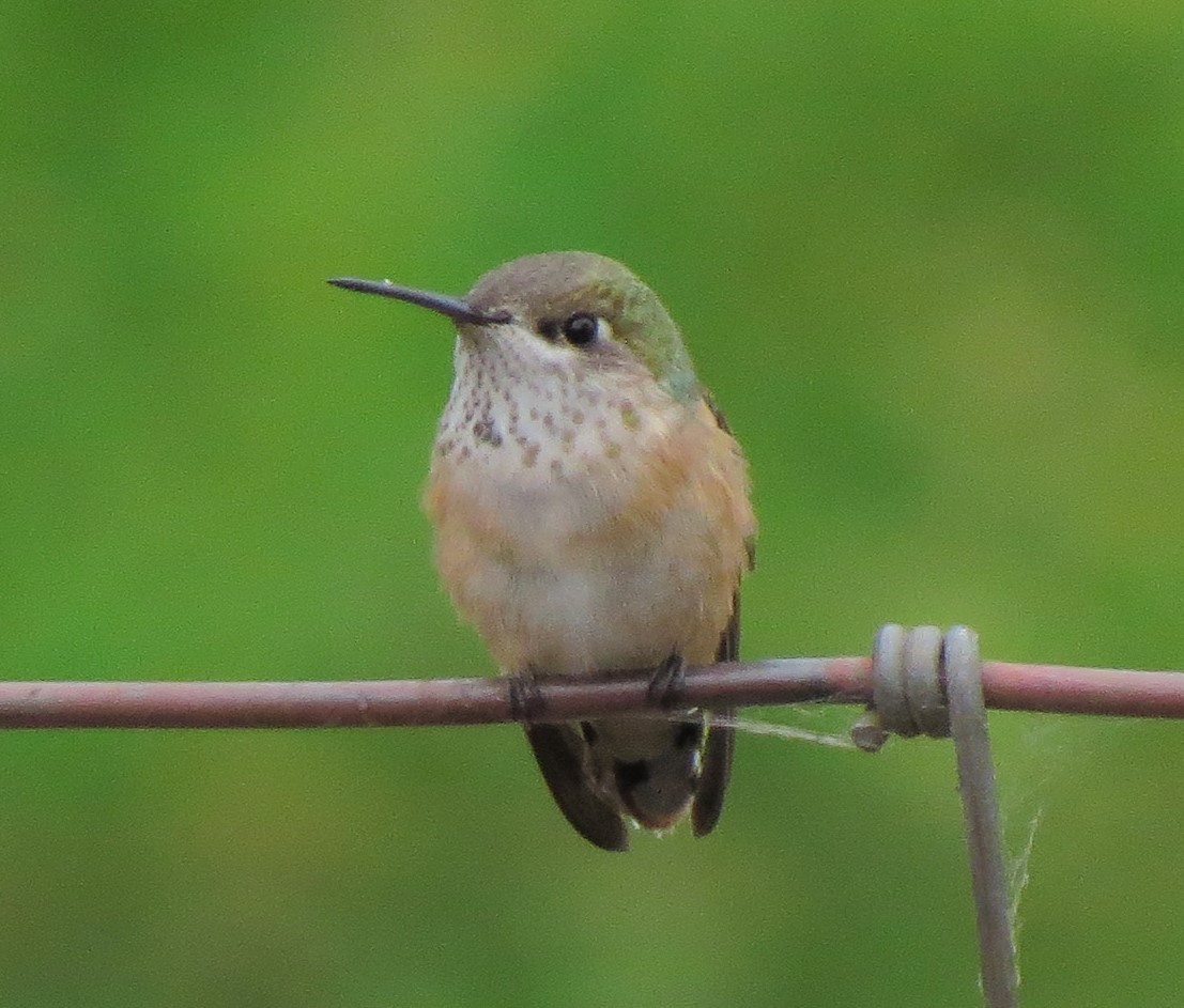 Calliope Hummingbird - ML33447501