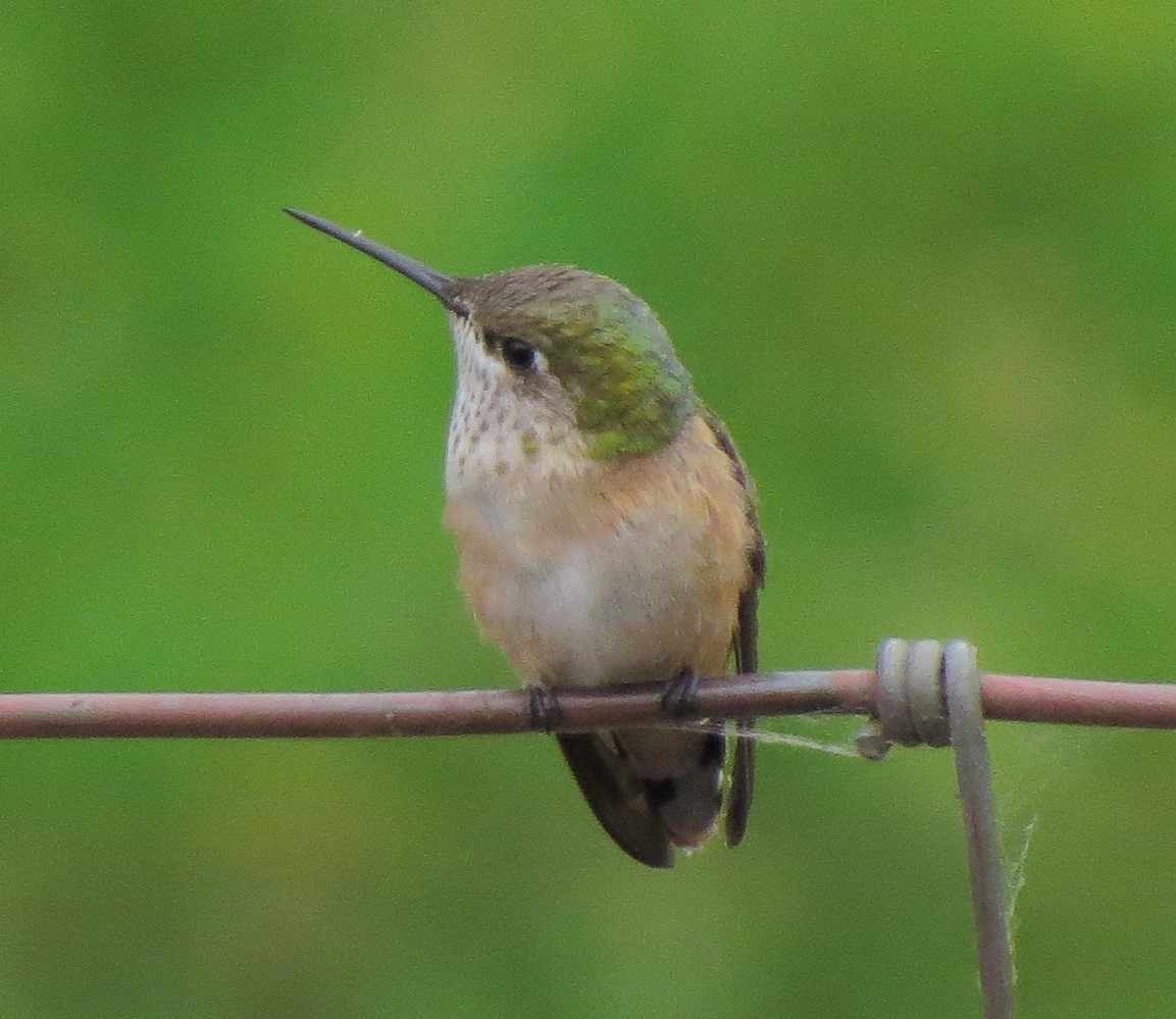 Calliope Hummingbird - ML33447511