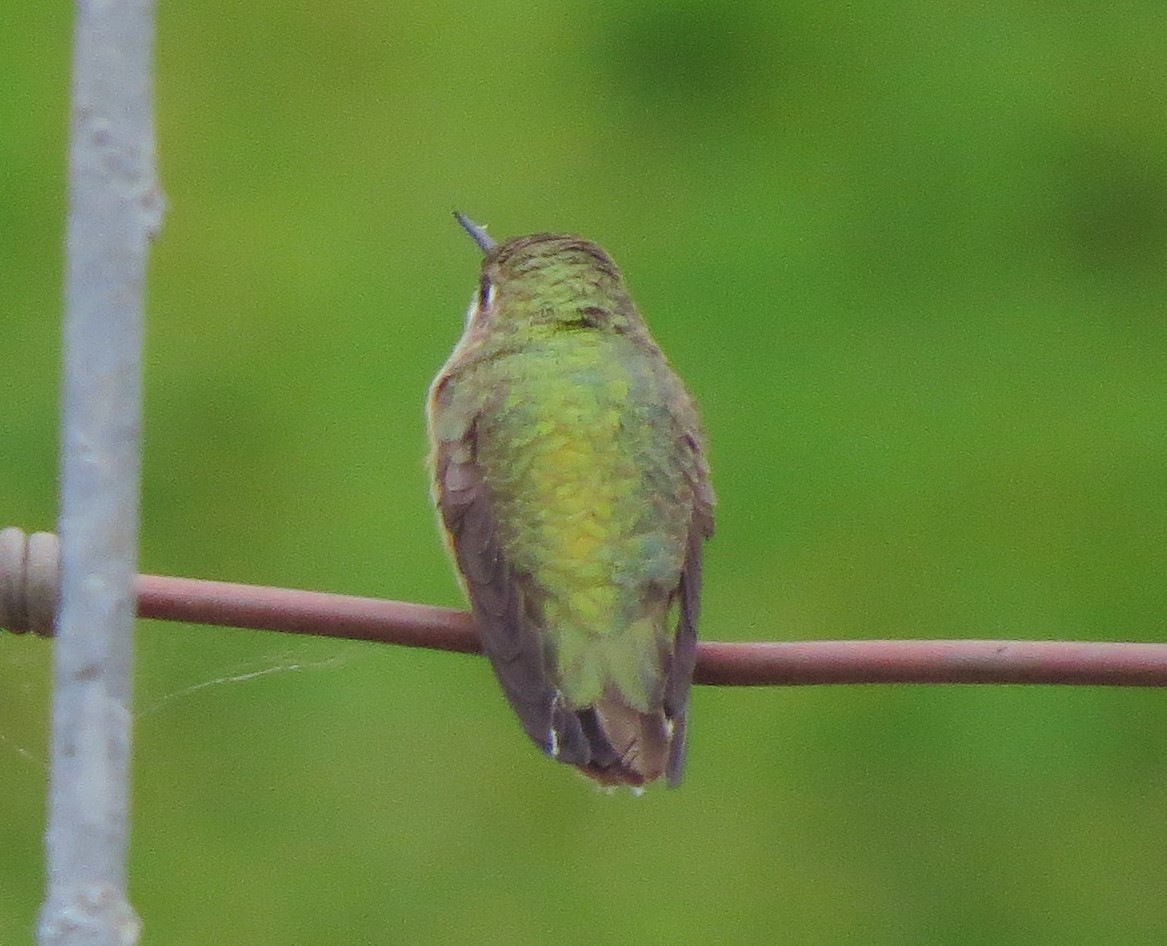 Calliope Hummingbird - ML33447521
