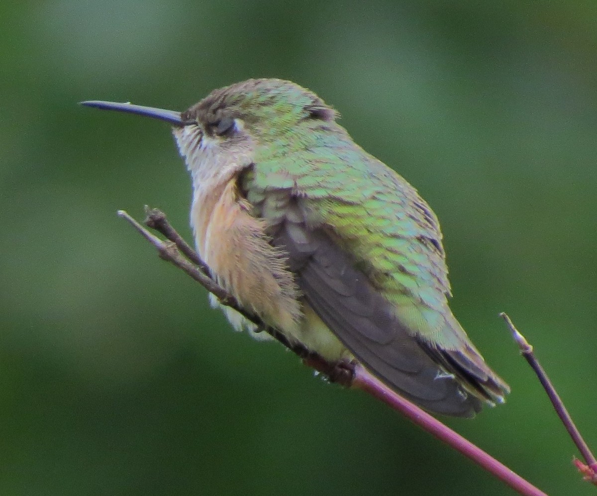 Calliope Hummingbird - ML33447531