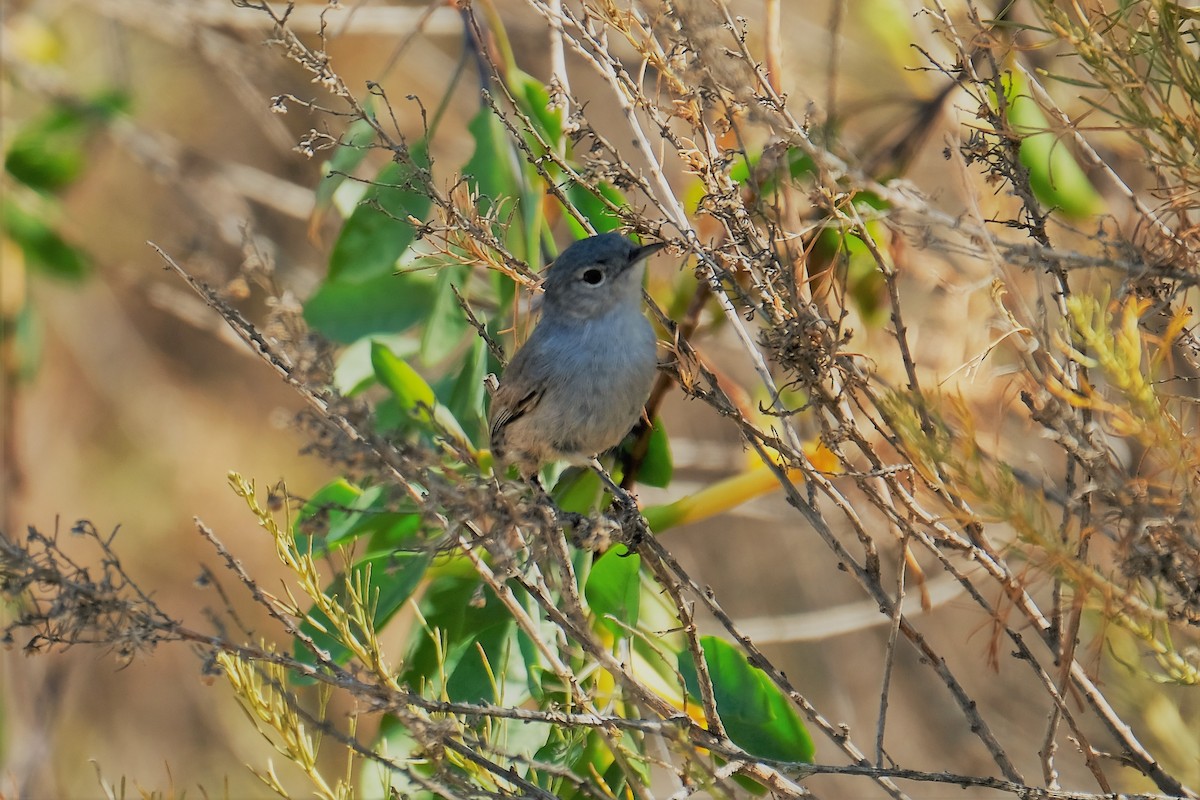 California Gnatcatcher - Monica P