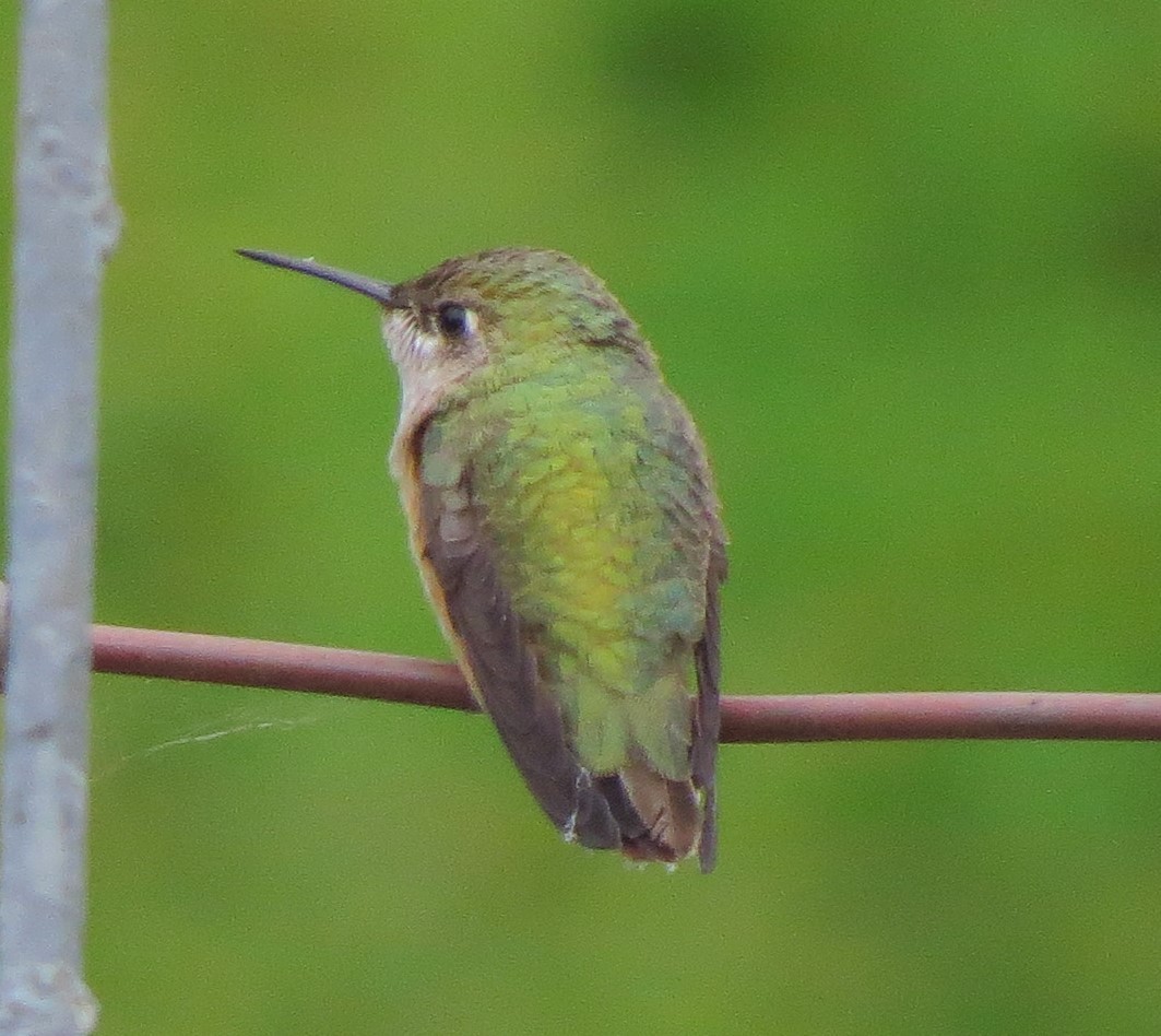 Calliope Hummingbird - ML33447541