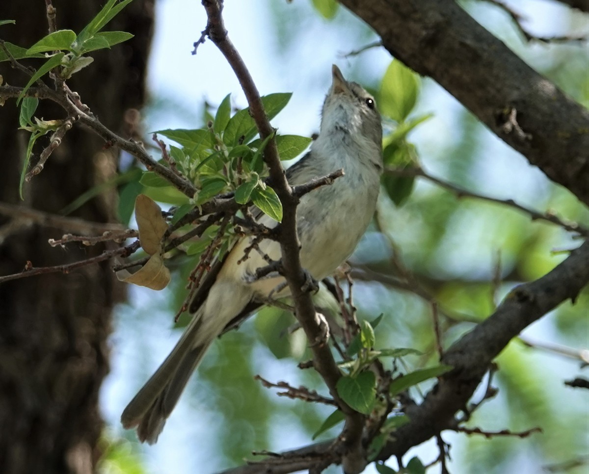 Bell's Vireo - Nancy Edmondson