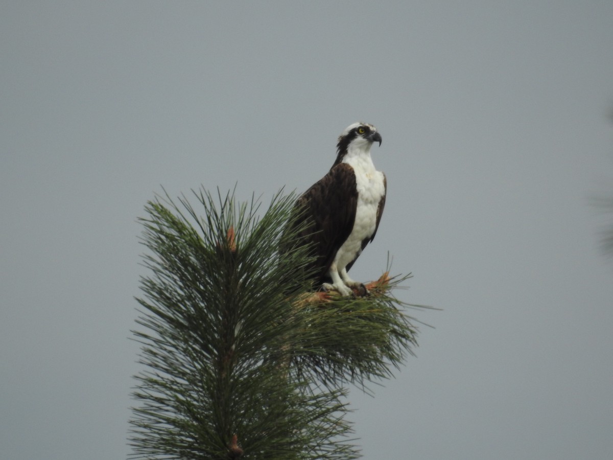 Osprey - Alan Barnard