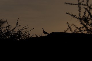 Indian Peafowl - ML334476241