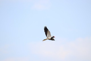 Red-wattled Lapwing - ML334476391