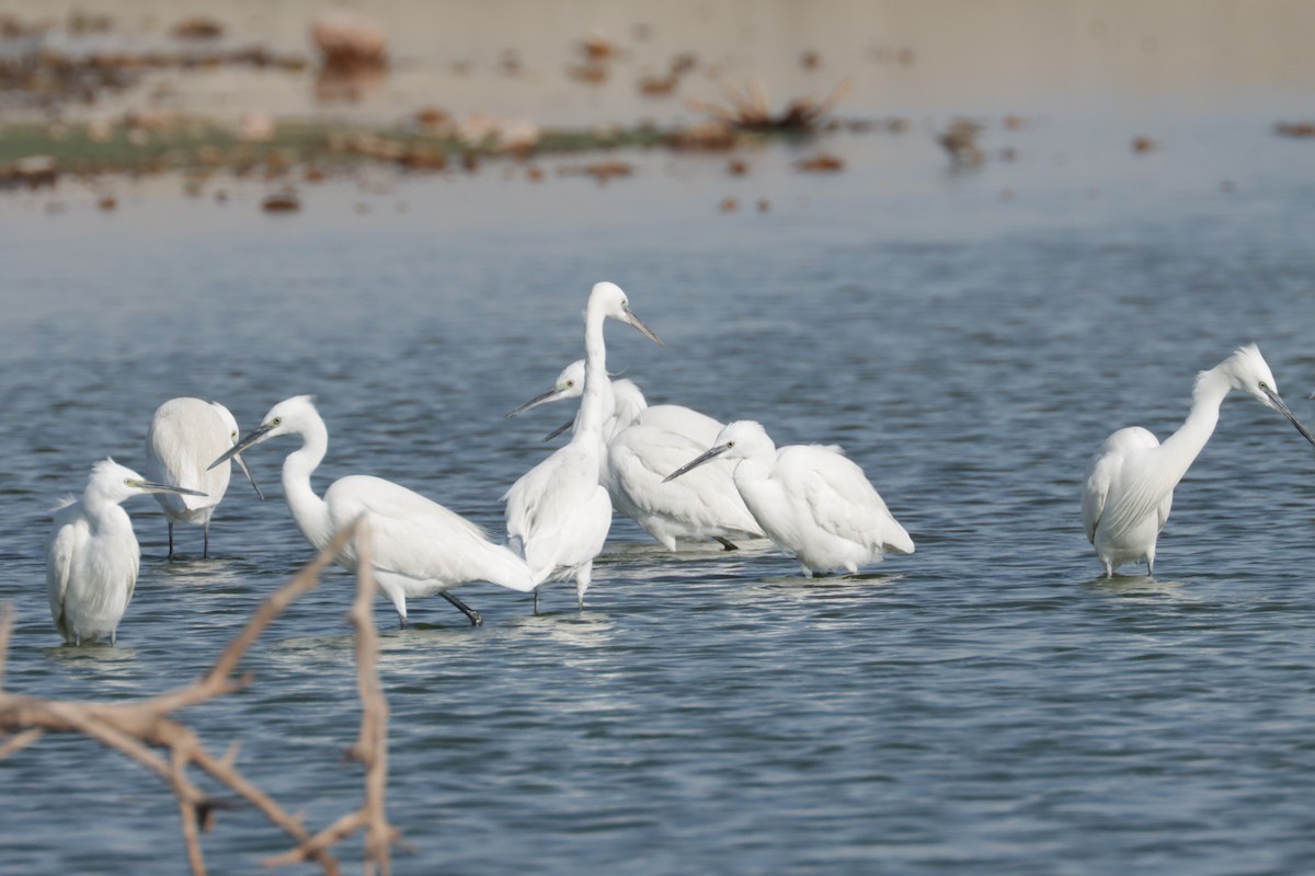 Little Egret - Mohamed  Nijas