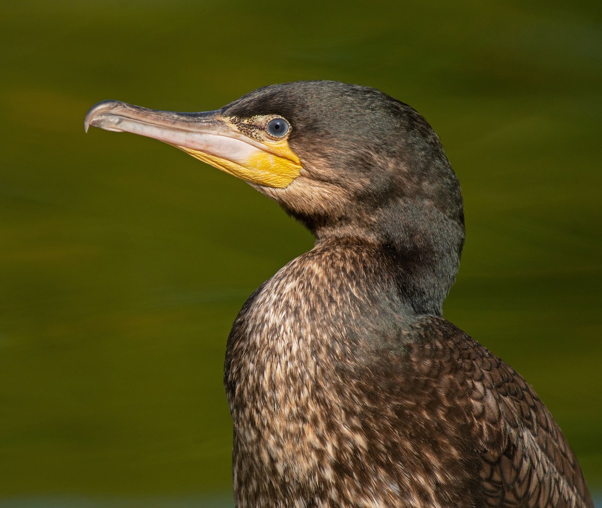 cormorant sp. - Alison Davies