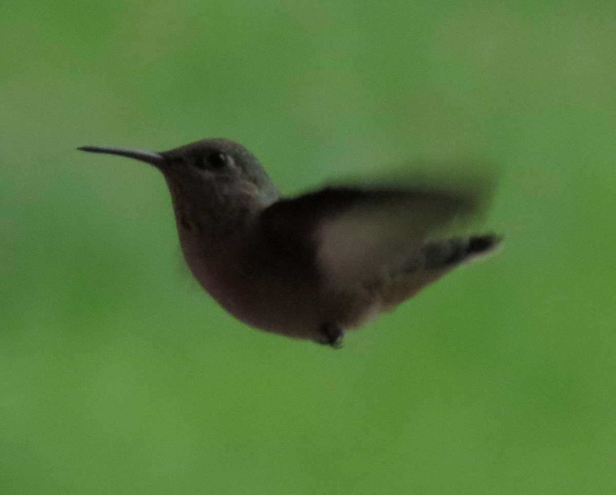 Calliope Hummingbird - ML33447971
