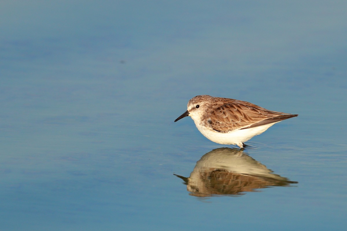 Little Stint - ML334480161