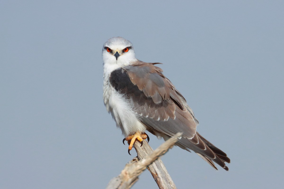 Black-winged Kite - ML334480301