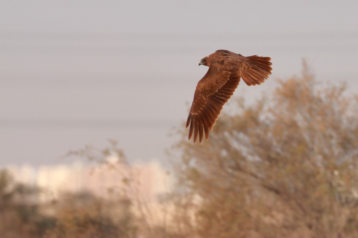 Western Marsh Harrier - ML334480331