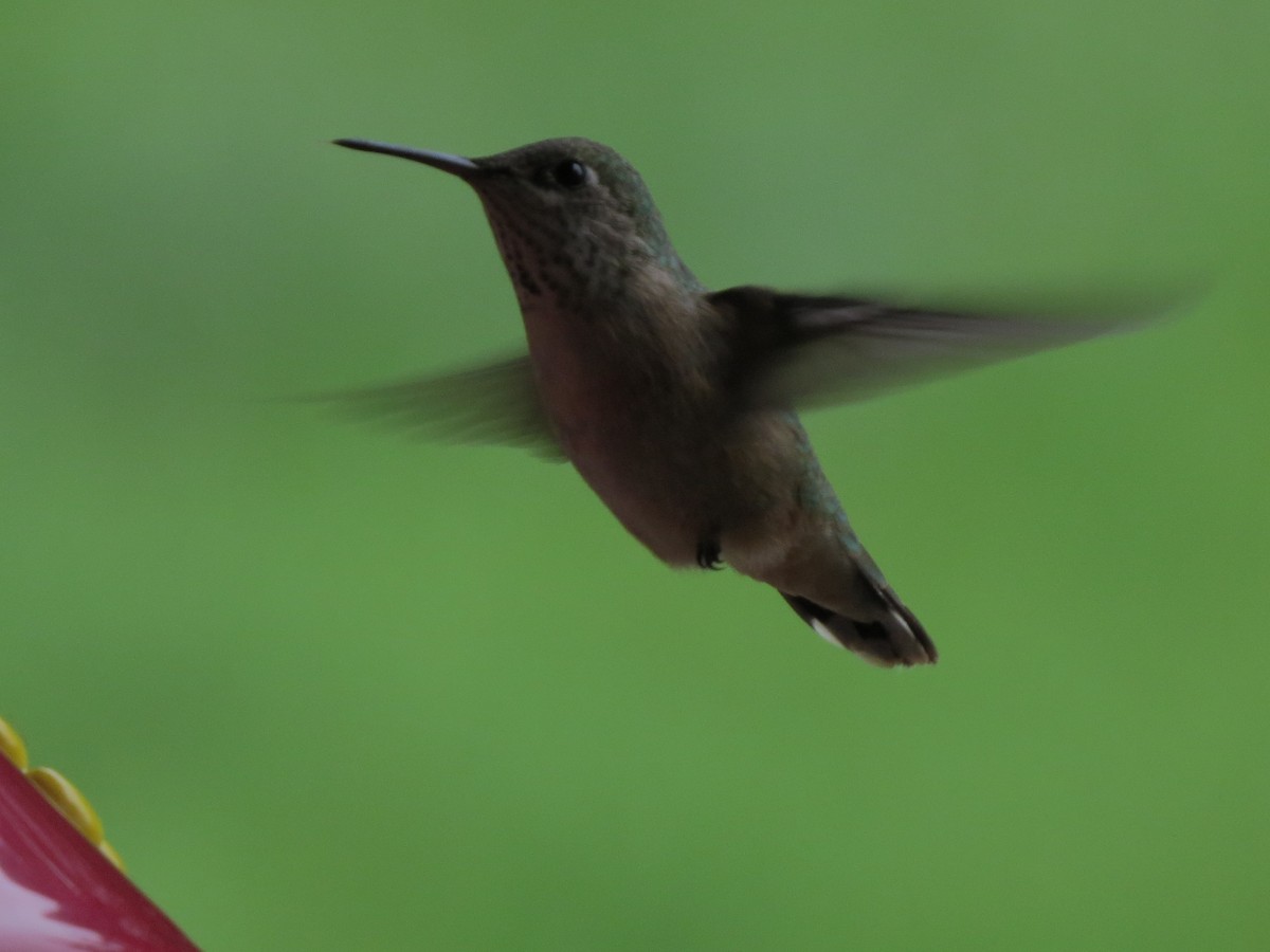 Calliope Hummingbird - ML33448041
