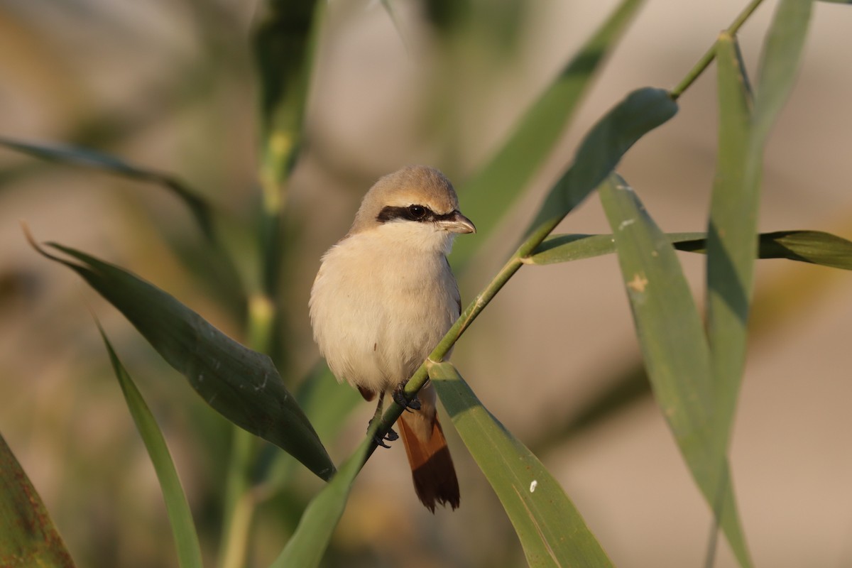 Isabelline Shrike - ML334480421