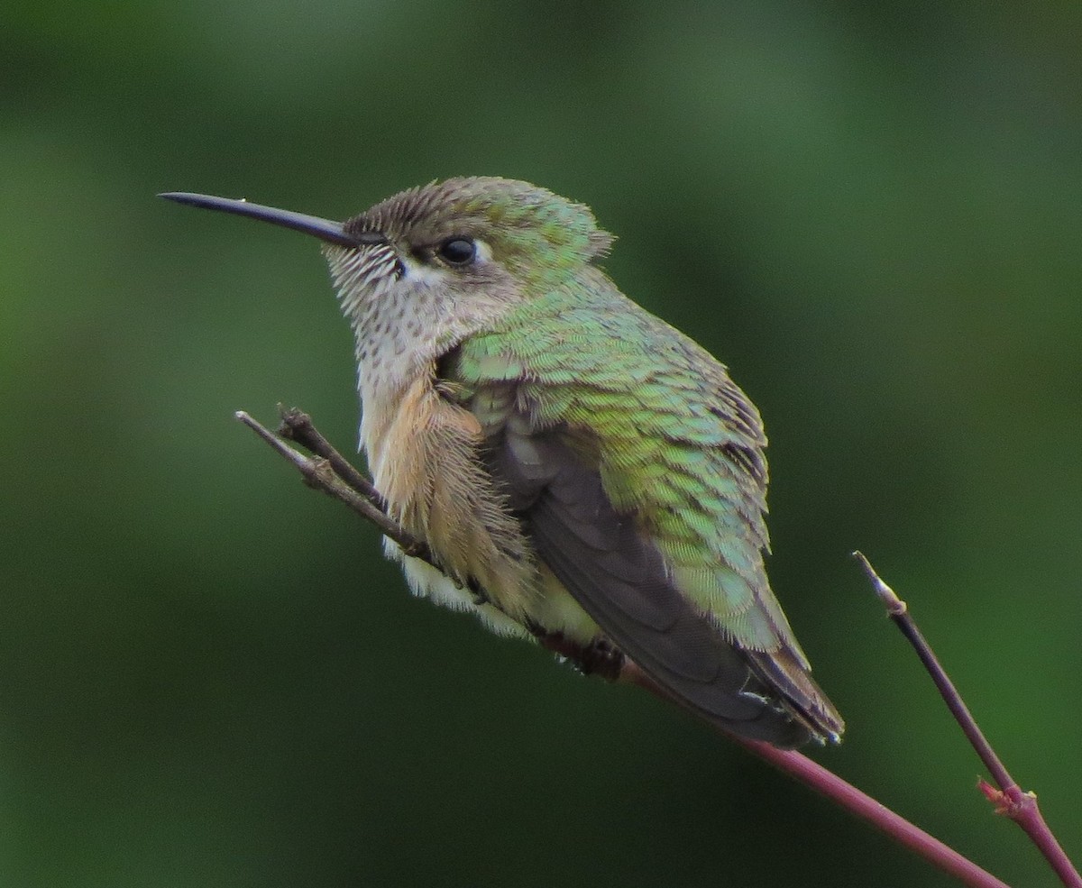 Calliope Hummingbird - ML33448051