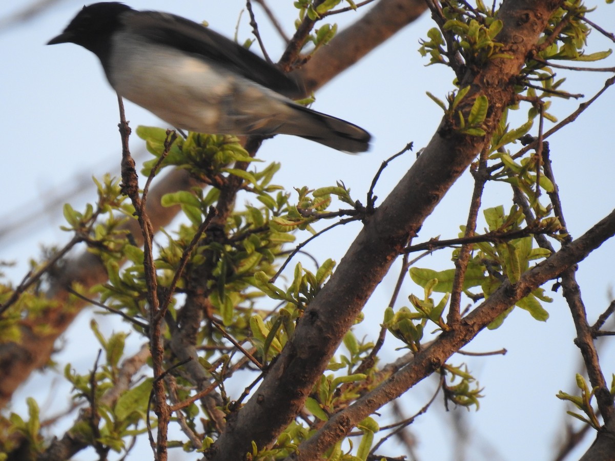 Black-headed Cuckooshrike - ML334480701
