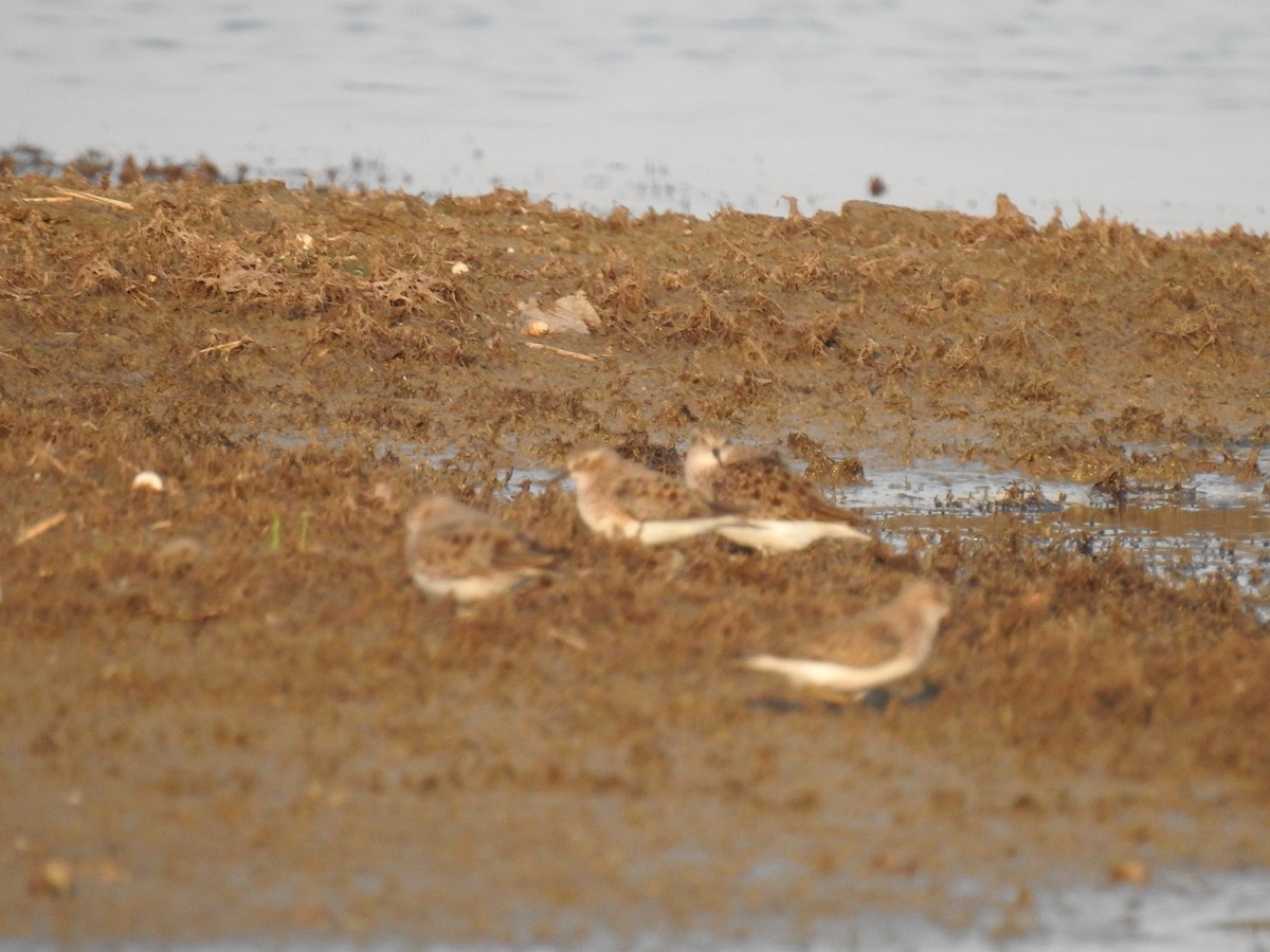 Temminck's Stint - ML334480721