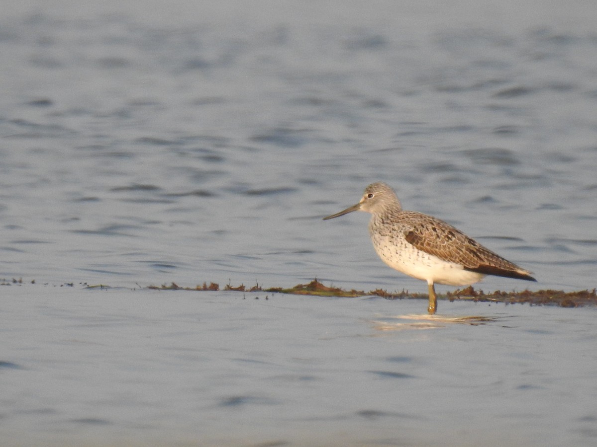 Common Greenshank - ML334480971