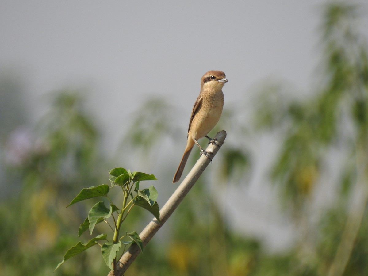 Brown Shrike - ML334480981