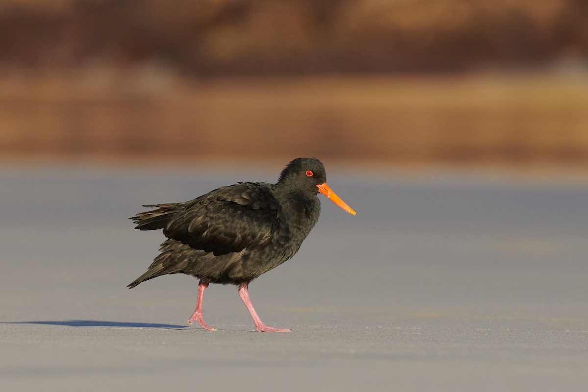 Variable Oystercatcher - Nick Beckwith