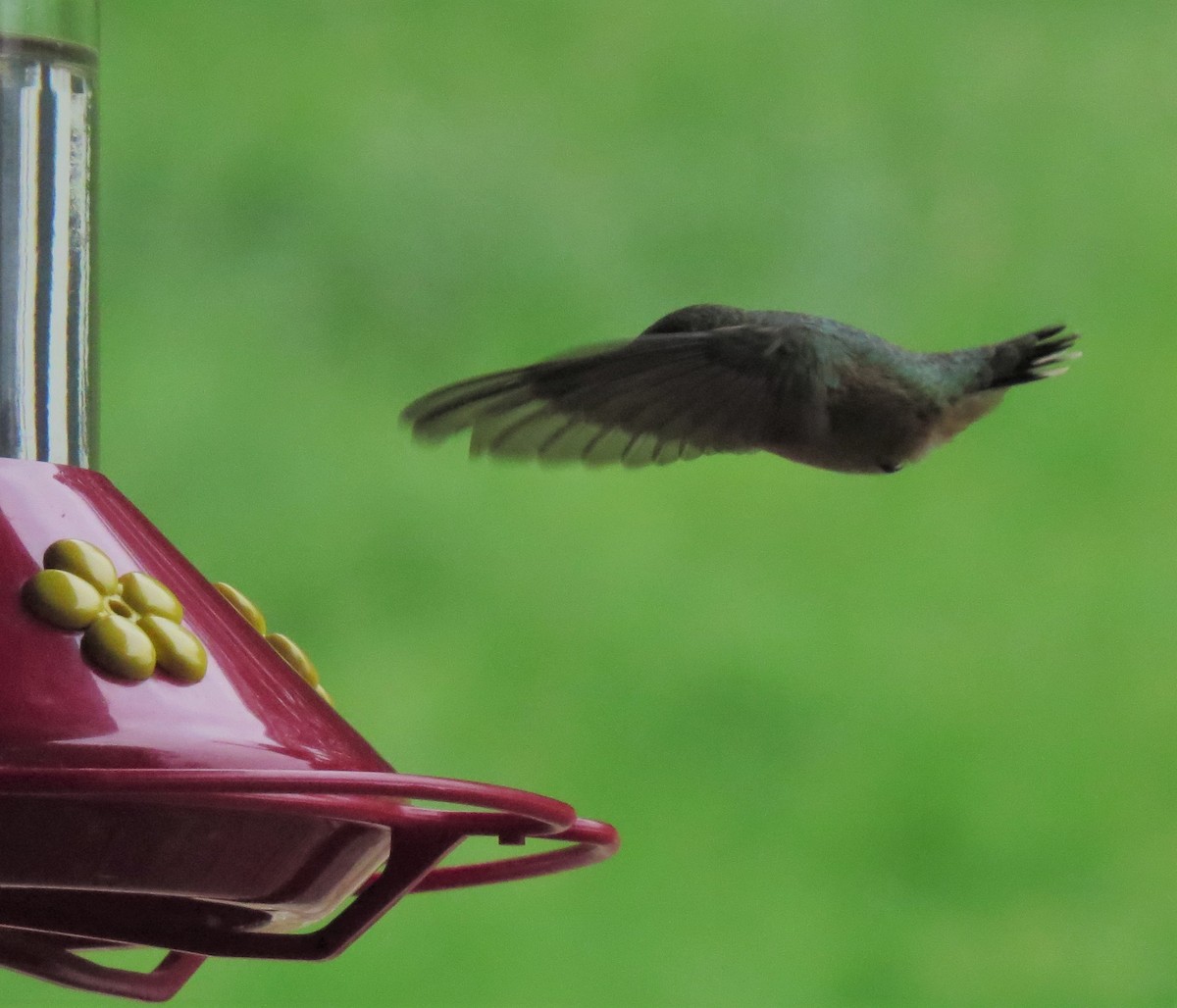 Calliope Hummingbird - ML33448111