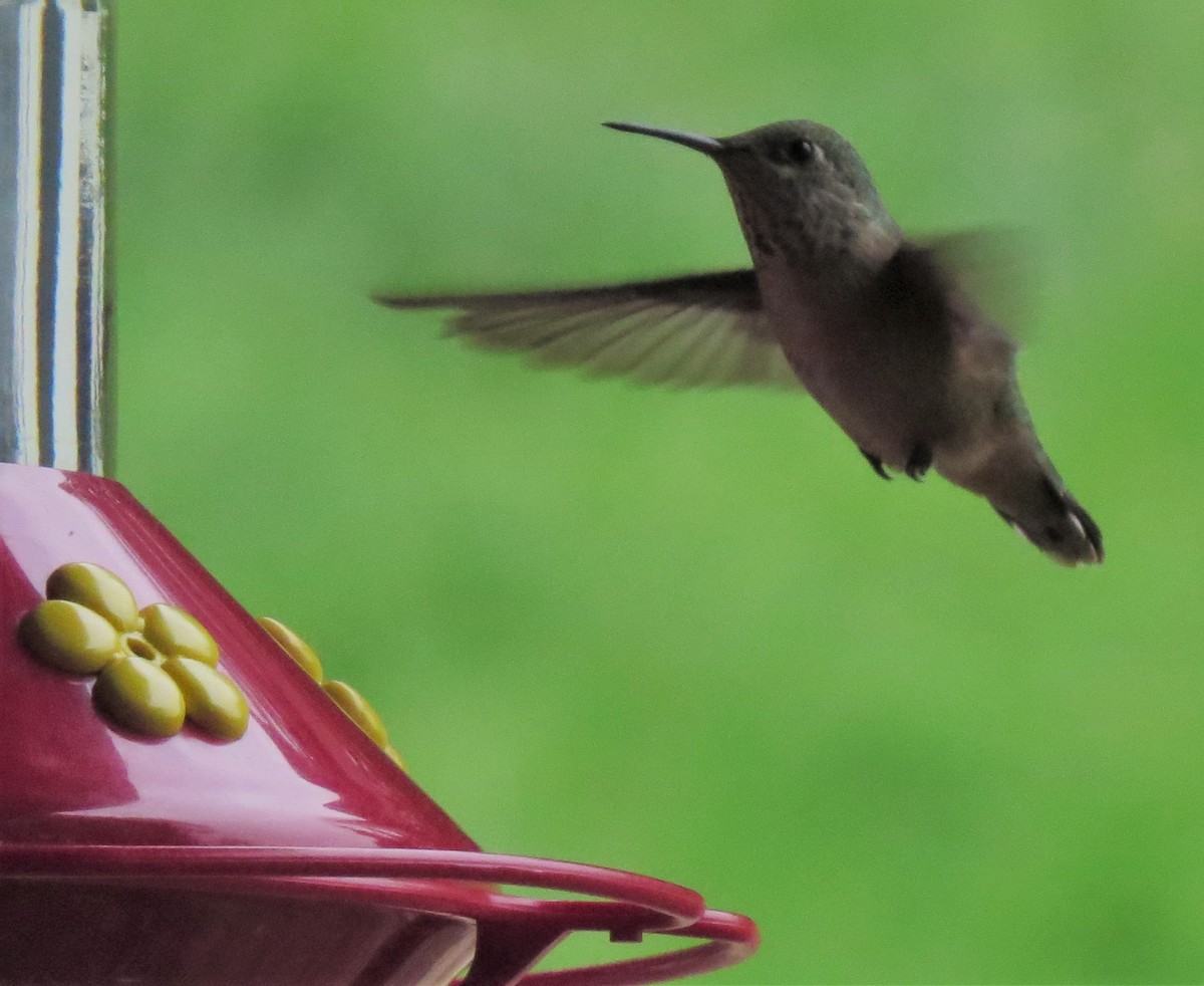 Calliope Hummingbird - ML33448121