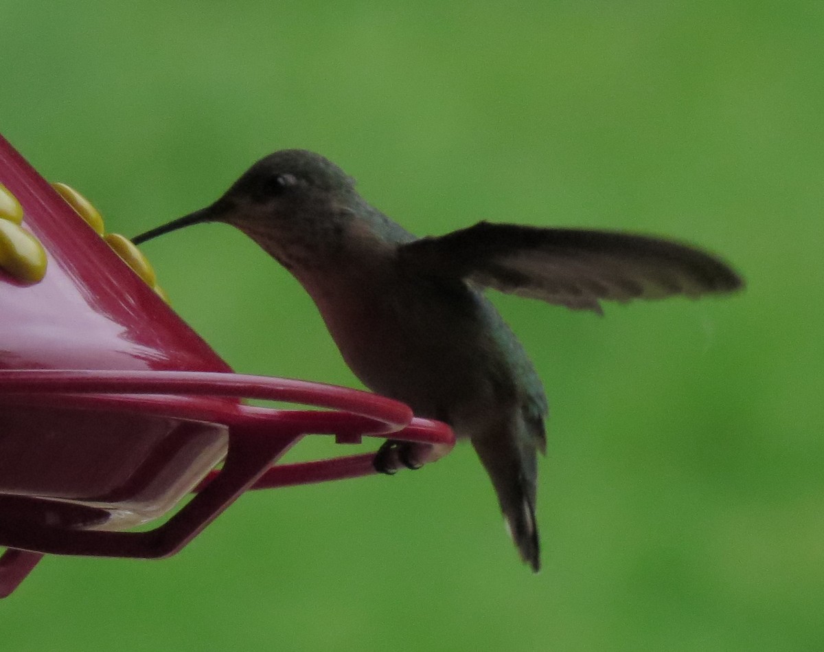 Calliope Hummingbird - ML33448141