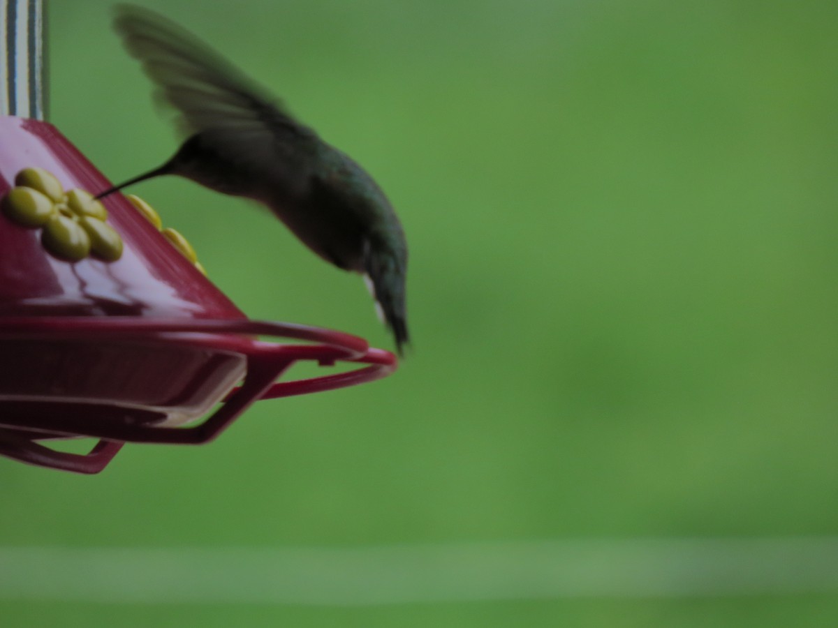 Calliope Hummingbird - ML33448171