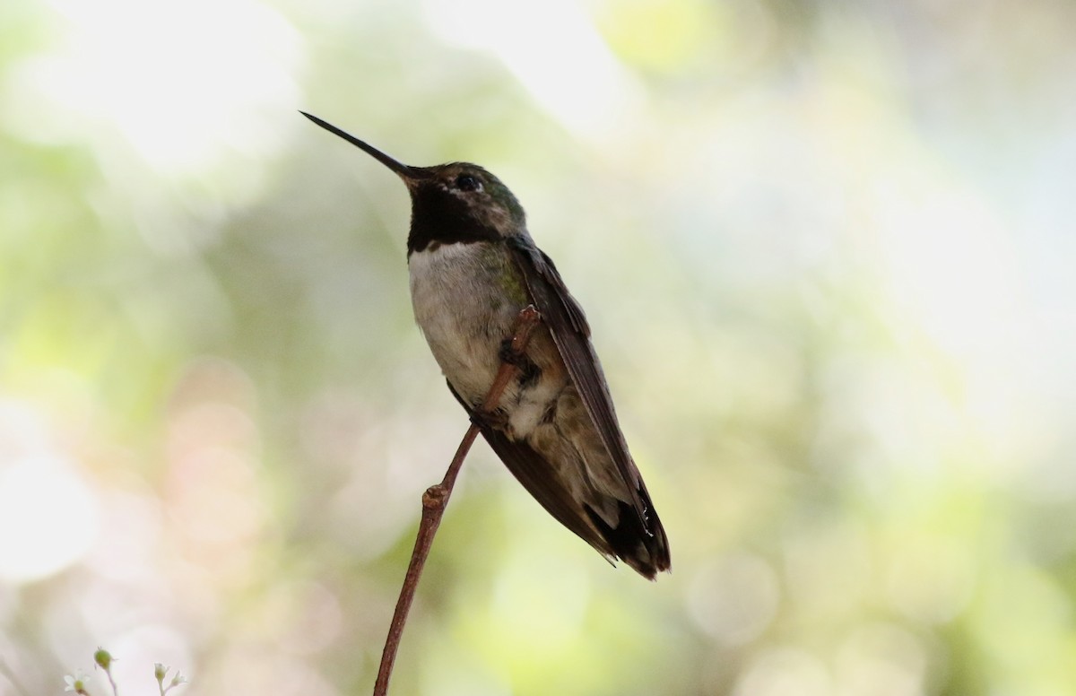 Broad-tailed Hummingbird - Robert McNab