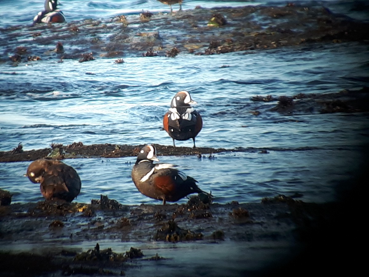 Harlequin Duck - ML334481971