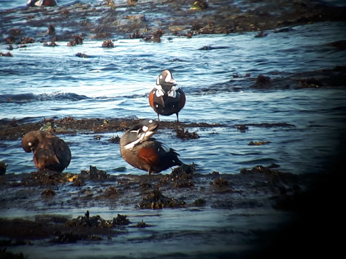 Harlequin Duck - ML334481981