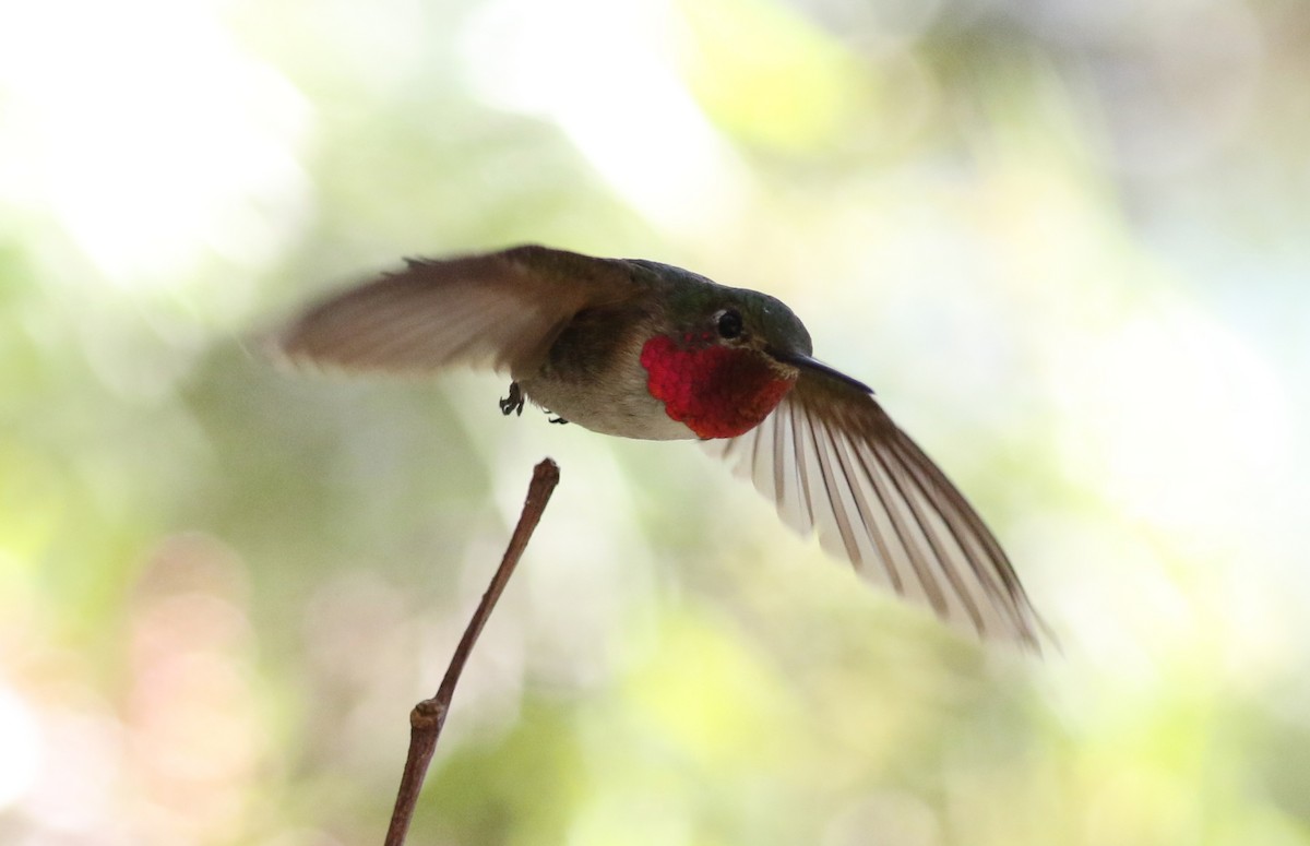 Broad-tailed Hummingbird - Robert McNab