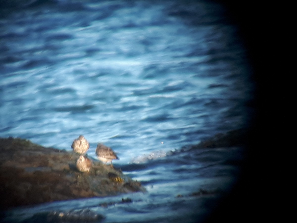 Rock Sandpiper - ML334482011