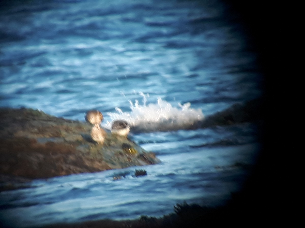 Rock Sandpiper - ML334482021